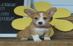 Welsh Corgi Pembroke dogs for sale: Maple - Image 5