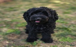 Cockapoo dogs for sale: Caso - Image 5