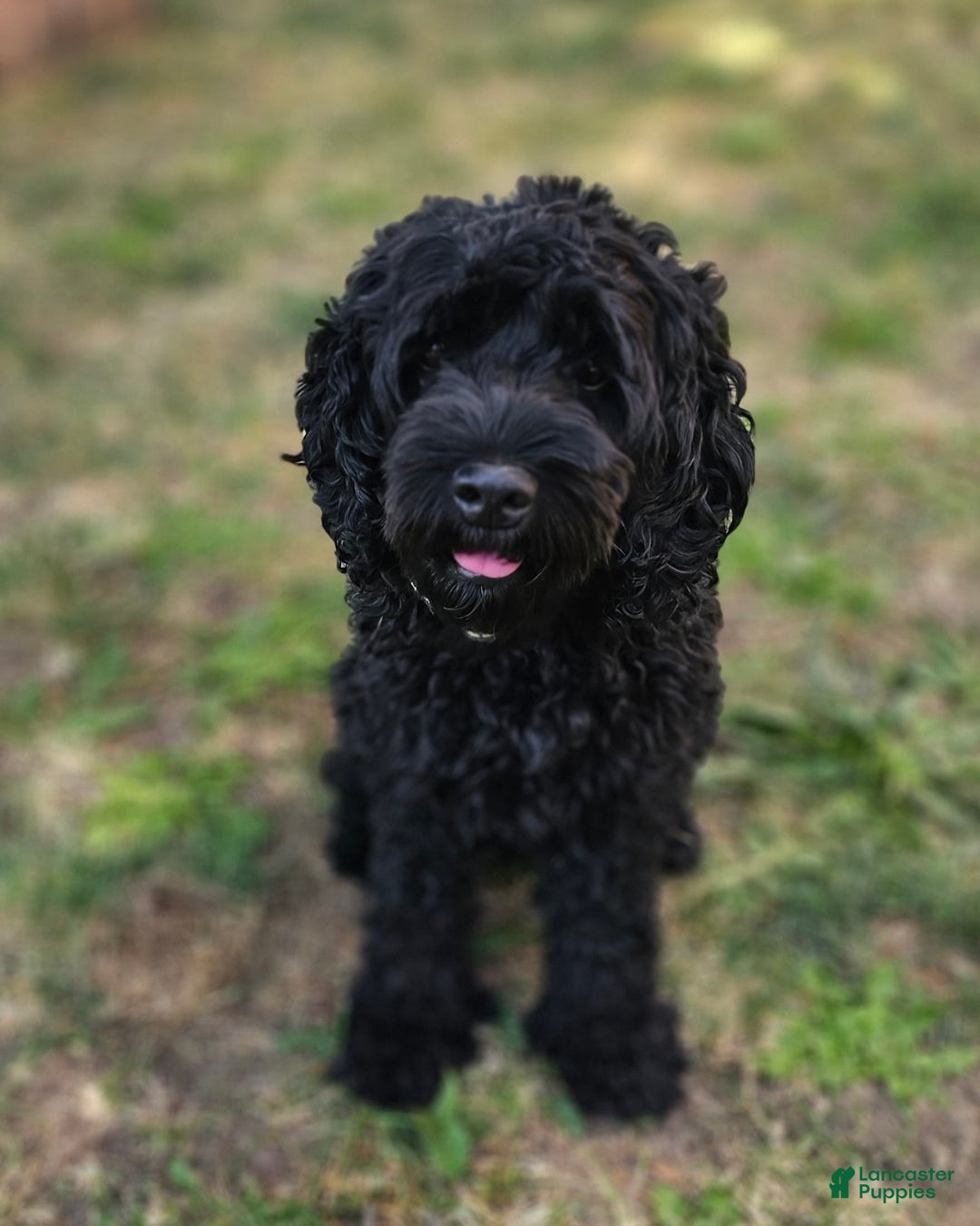 Cockapoo dogs for sale: Caso - Image 5