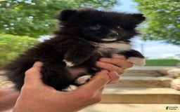 Pomeranian dogs for sale: Fluffy - Image 8