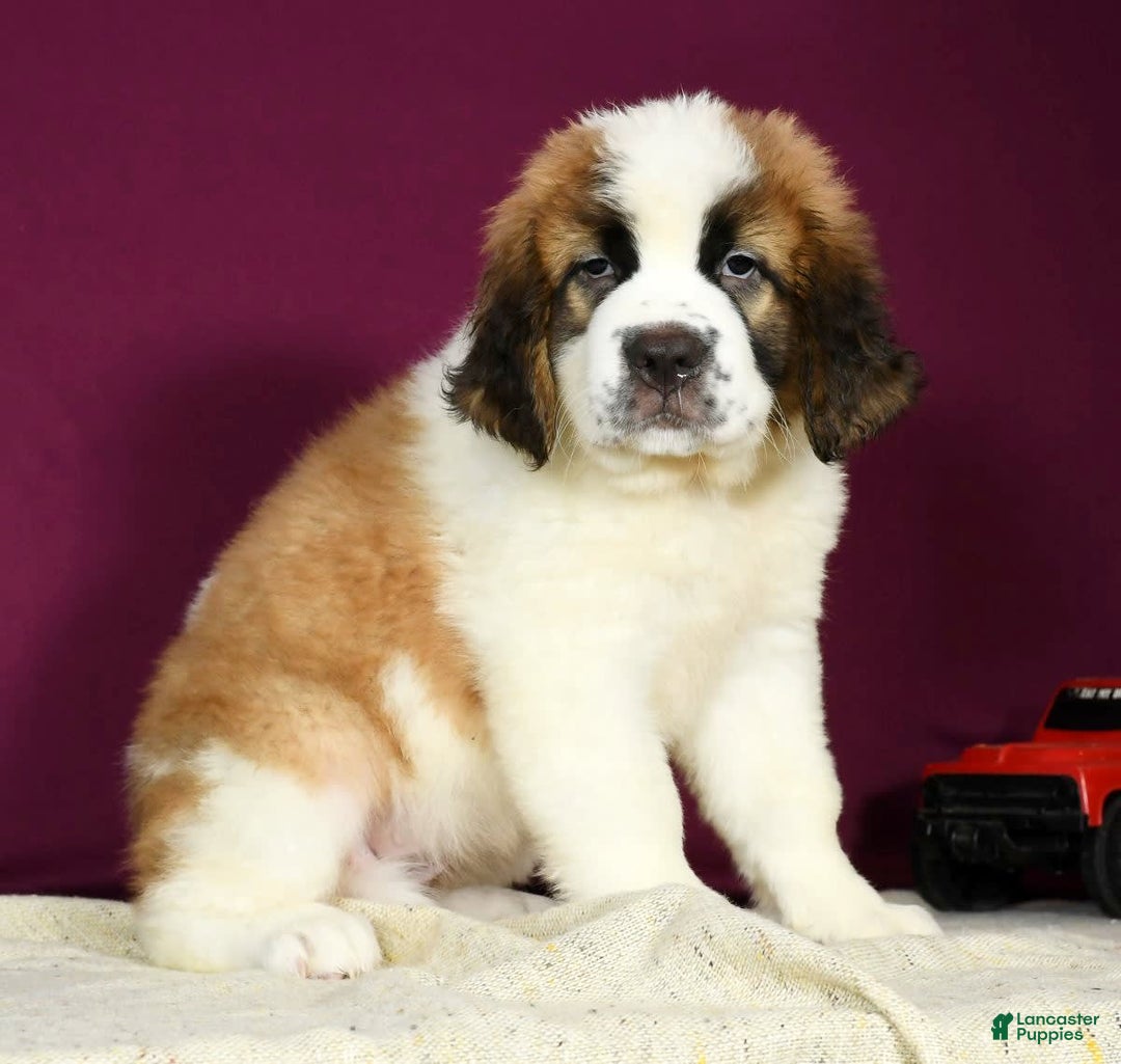 Saint Bernard dogs for sale: Luna - Image 6