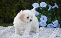 Cavapoo dogs for sale: Harmony - Image 3