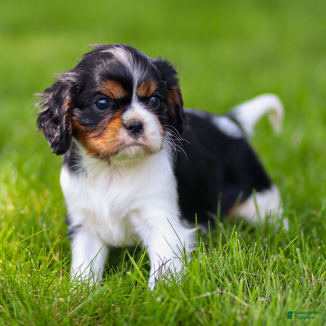 Cavalier King Charles Spaniel dogs for sale: Bailey - Image 7