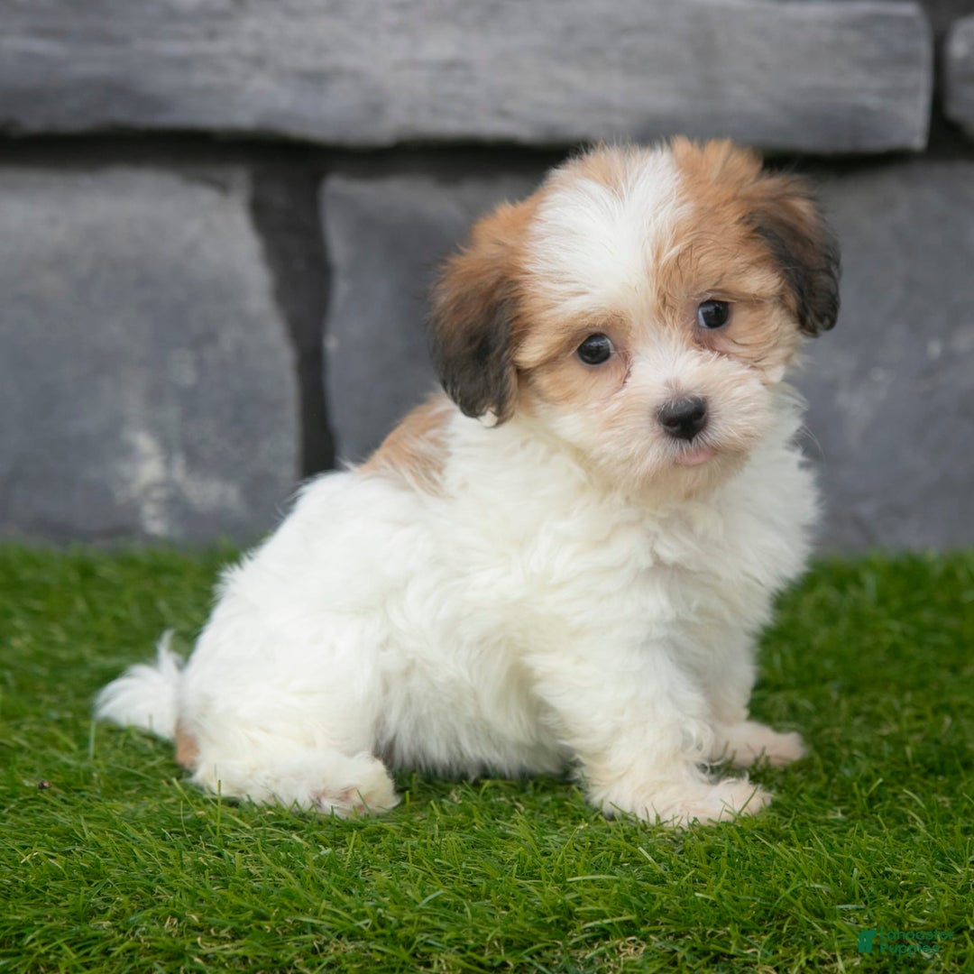 Havanese dogs for sale: Clover - Image 3