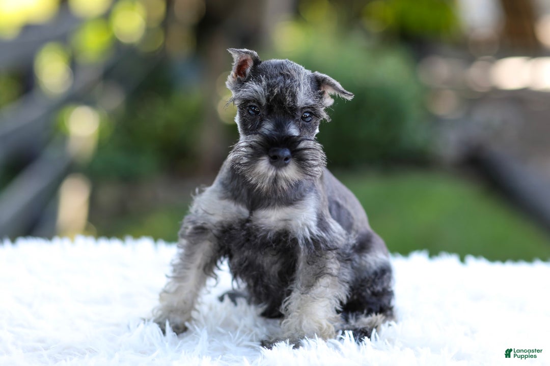 Miniature Schnauzer dogs for sale: Asher - Image 5