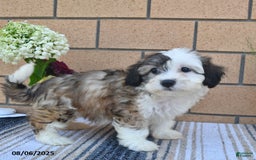 Teddy Bear dogs for sale: Fido - Image 2