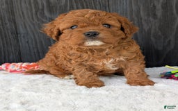 Cavapoo dogs for sale: Remi - Image 31