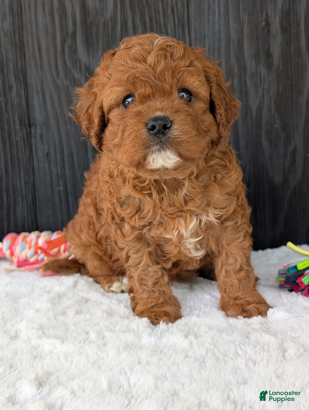 Cavapoo dogs for sale: Remi - Image 31