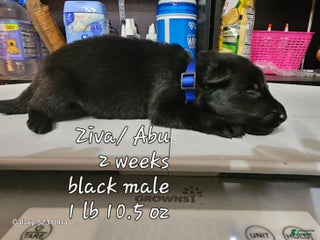 Black Boy Dk Blue Collar