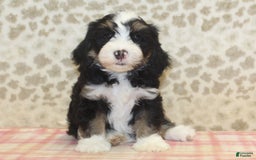 Mini Bernedoodle dogs for sale: Riley - Image 4