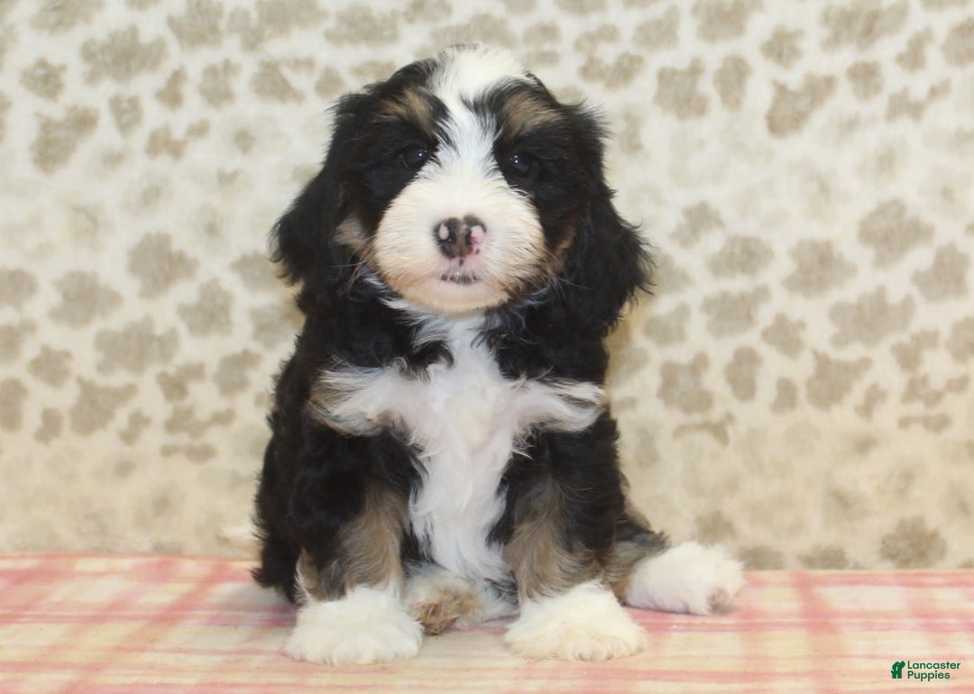 Mini Bernedoodle dogs for sale: Riley - Image 4