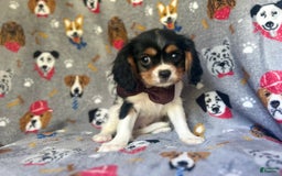 Cavalier King Charles Spaniel dogs for sale: Chewy - Image 2