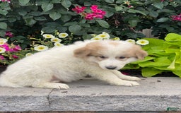 Great Pyrenees dogs for sale: Grant - Image 3