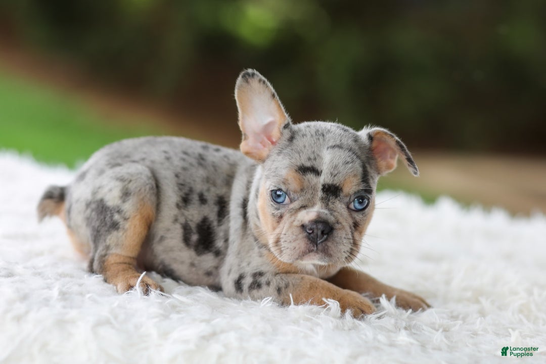 French Bulldog dogs for sale: Willow - Image 2