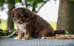 Miniature Australian Shepherd dogs for sale: Alice - Image 4