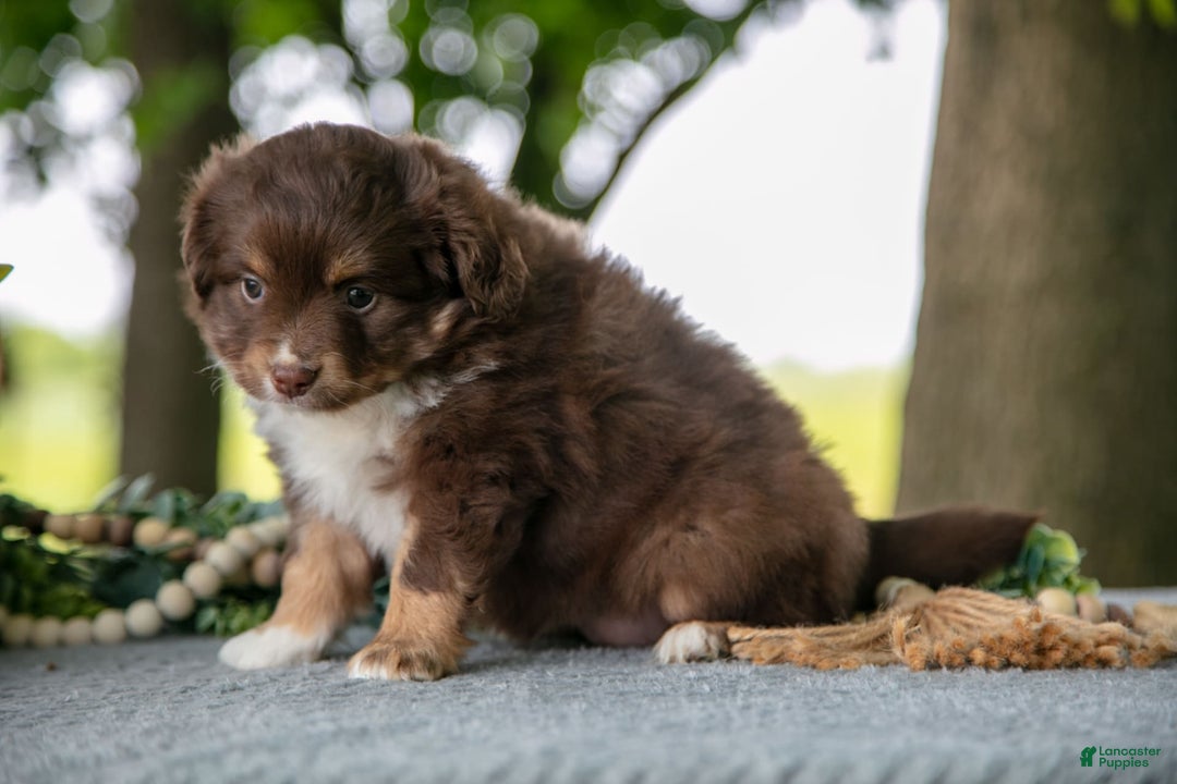 Miniature Australian Shepherd dogs for sale: Alice - Image 4