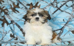 Shih Tzu dogs for sale: Izzy - Image 14