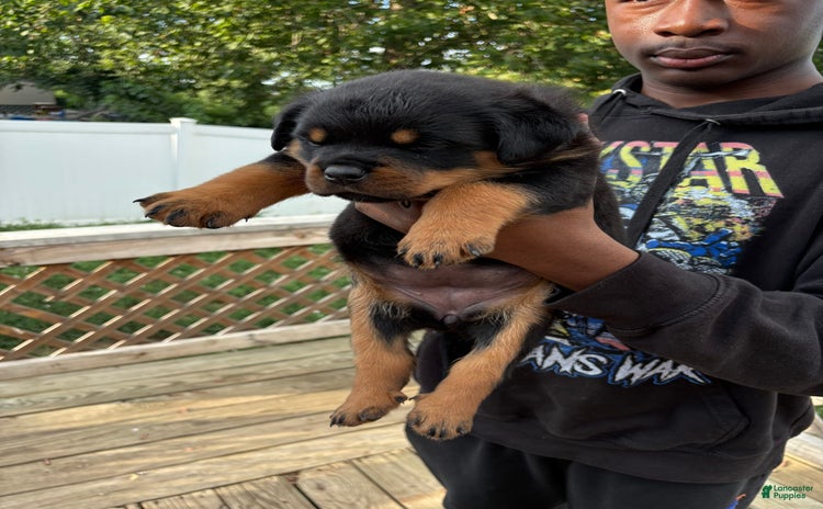 Rottweiler dogs - Advert 16