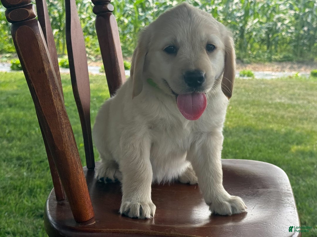Golden Retriever dogs for sale: Friendly Fern - Image 13