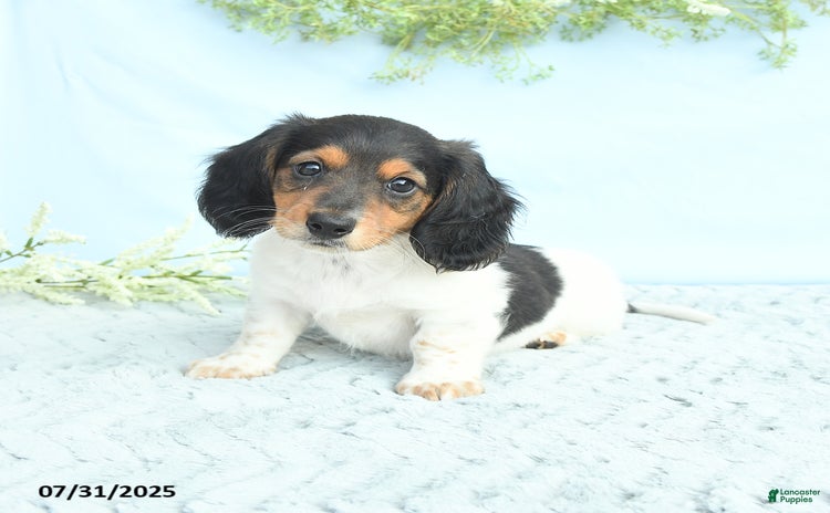 Miniature Dachshund dogs for sale - Ad 3