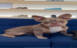 French Bulldog dogs for sale: Dj - Image 12