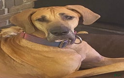 Great Dane dogs for sale: Strawberry - Image 2