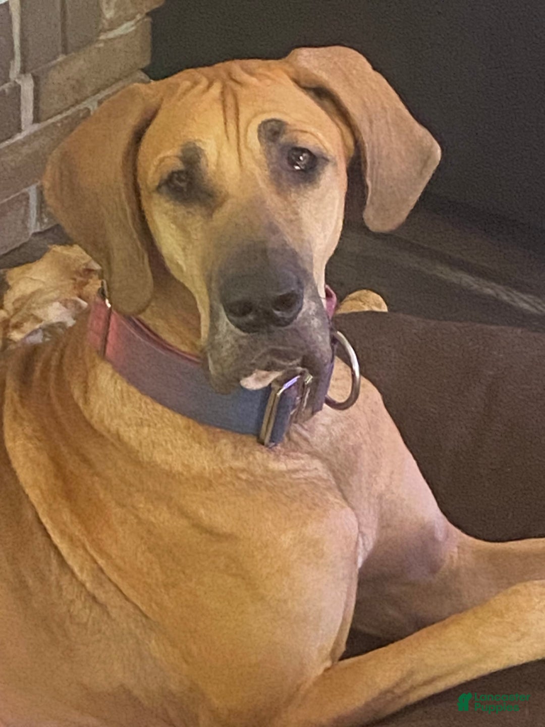 Great Dane dogs for sale: Strawberry - Image 2