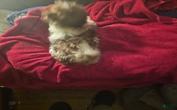 Shih Tzu dogs for sale: Not Named - Image 9