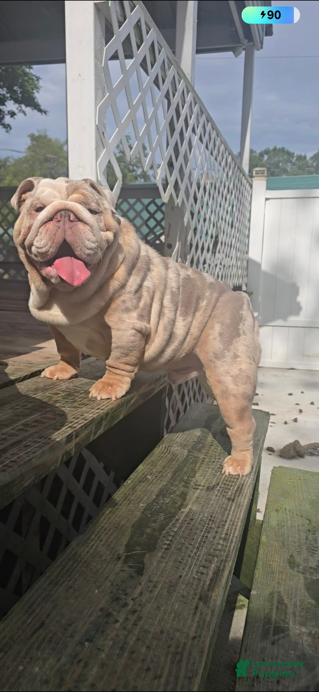 English Bulldog dogs for sale: Rj - Image 10