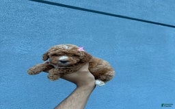 Toy Poodle dogs for sale: Twinkle - Image 2
