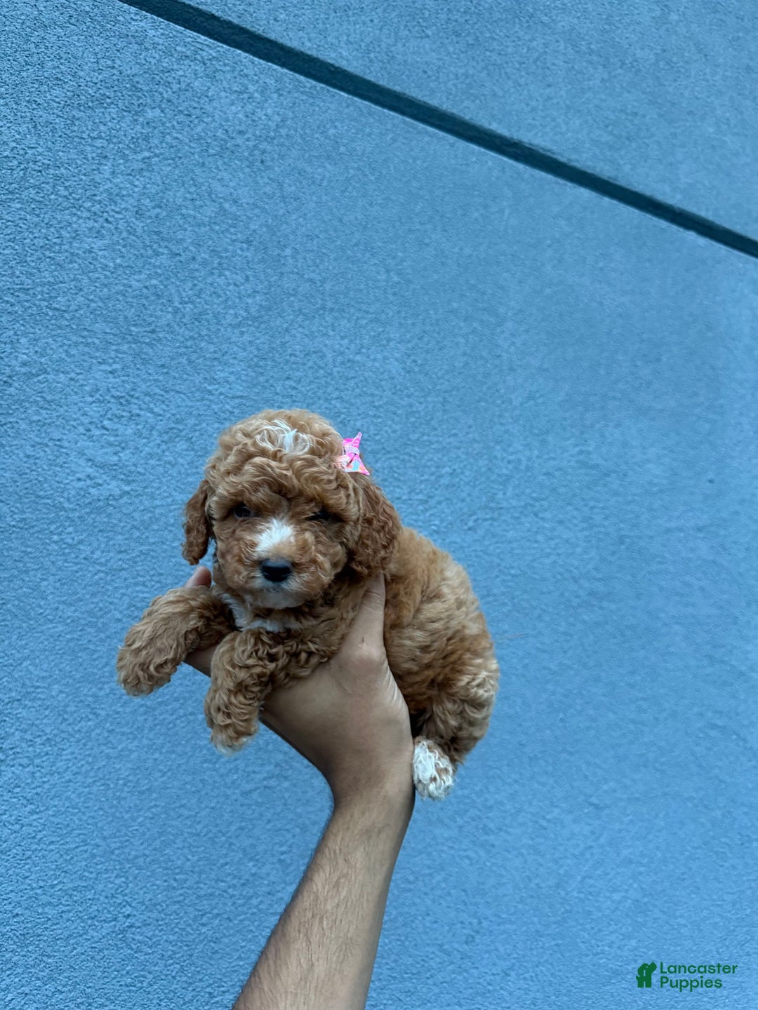 Toy Poodle dogs for sale: Twinkle - Image 2
