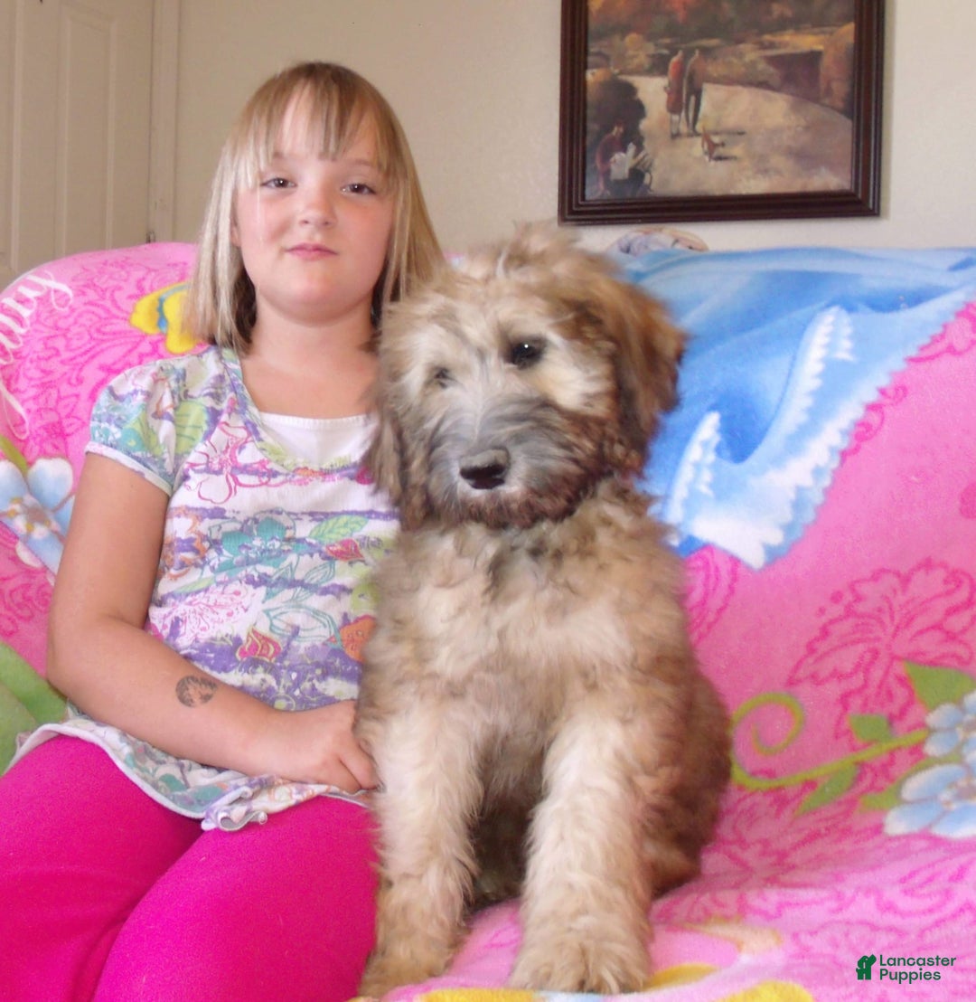 Bernedoodle dogs for sale: Topaz - Image 5