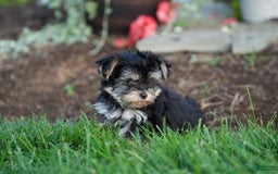 Morkie dogs for sale: Teddy - Image 1