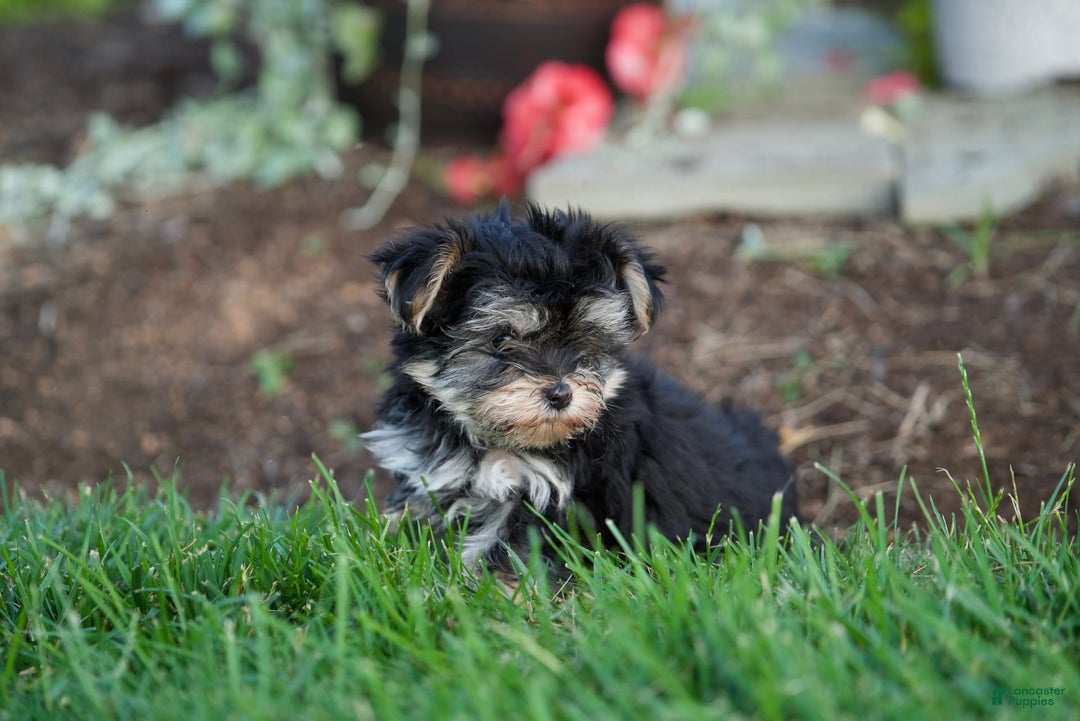 Morkie dogs for sale: Teddy - Image 1