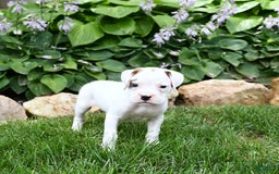 Boxer dogs for sale: Duke - Image 4