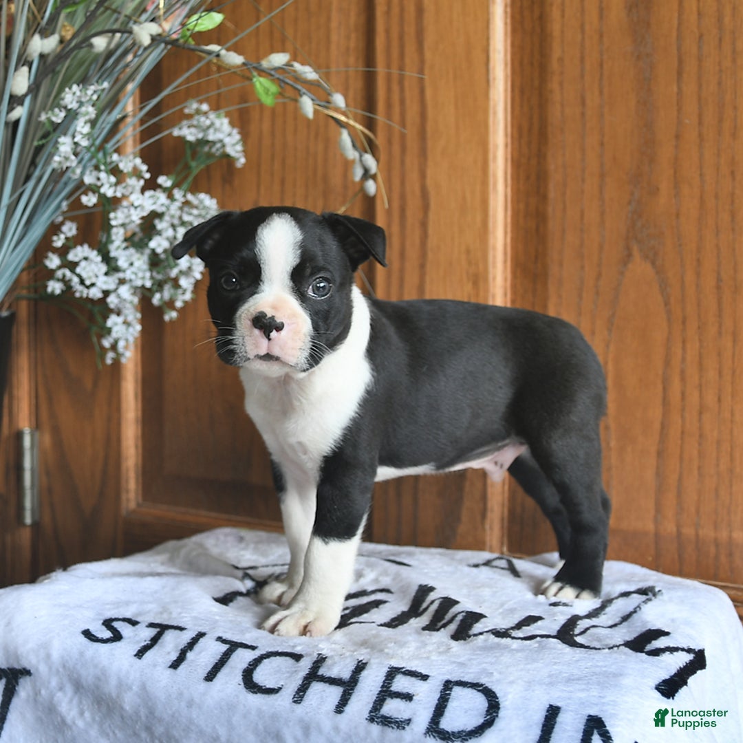 Boston Terrier dogs for sale: Hunter - Image 5