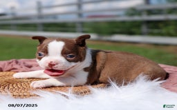 Boston Terrier dogs for sale: Marley - Image 4
