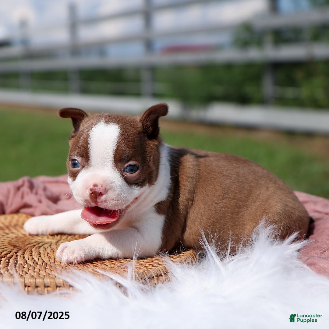 Boston Terrier dogs for sale: Marley - Image 4