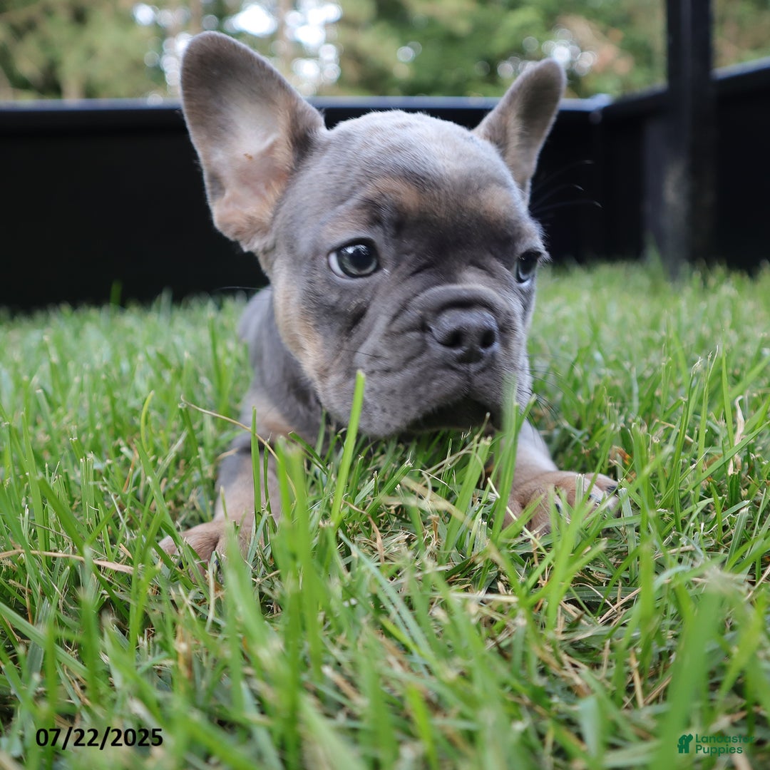 French Bulldog dogs for sale: Rose - Image 1