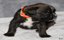 Boxer dogs for sale: Orange Collar Male - Image 3