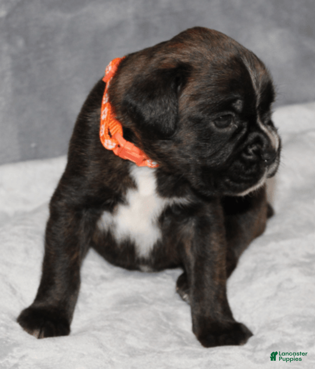 Boxer dogs for sale: Orange Collar Male - Image 3