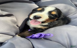Bernese Mountain Dog dogs for sale: Purple - Image 1