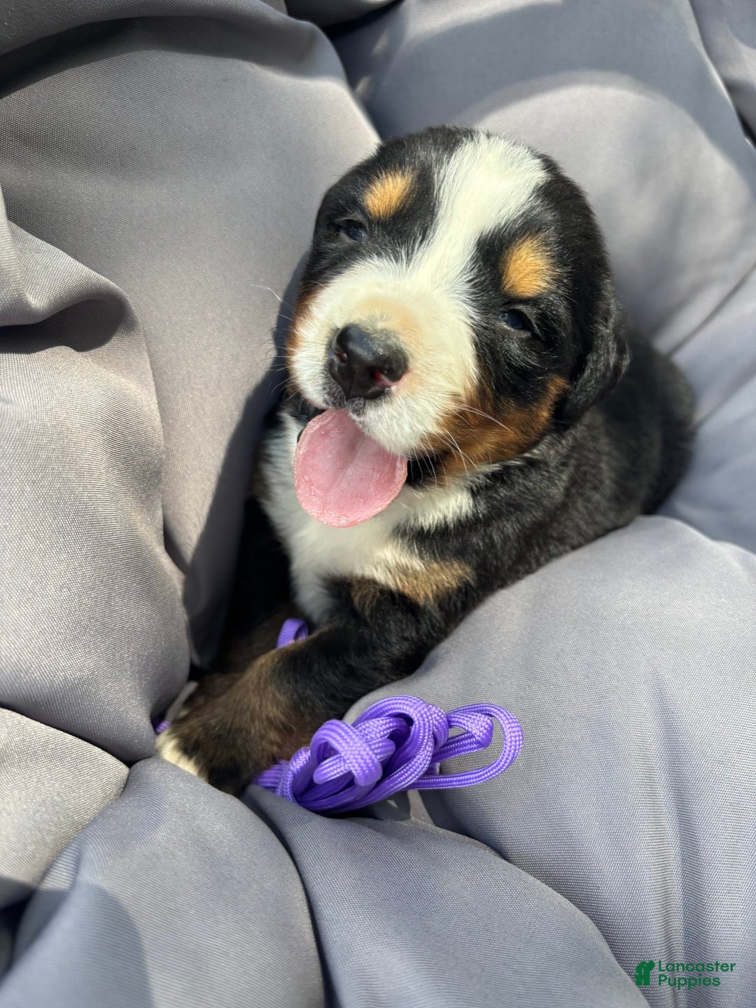 Bernese Mountain Dog dogs for sale: Purple - Image 1
