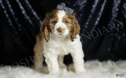 Cocker Spaniel dogs for sale: Fruitloop - Image 2