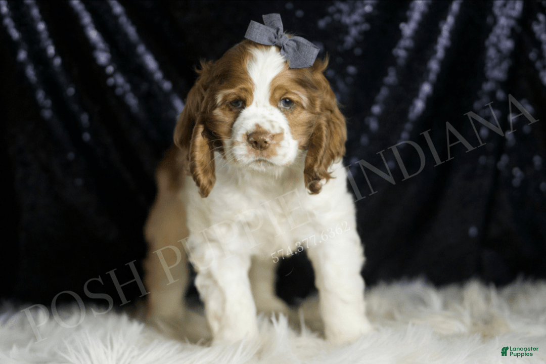 Cocker Spaniel dogs for sale: Fruitloop - Image 2