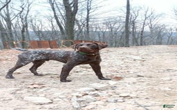 German Shorthaired Pointer dogs for sale: Diesel - Image 2