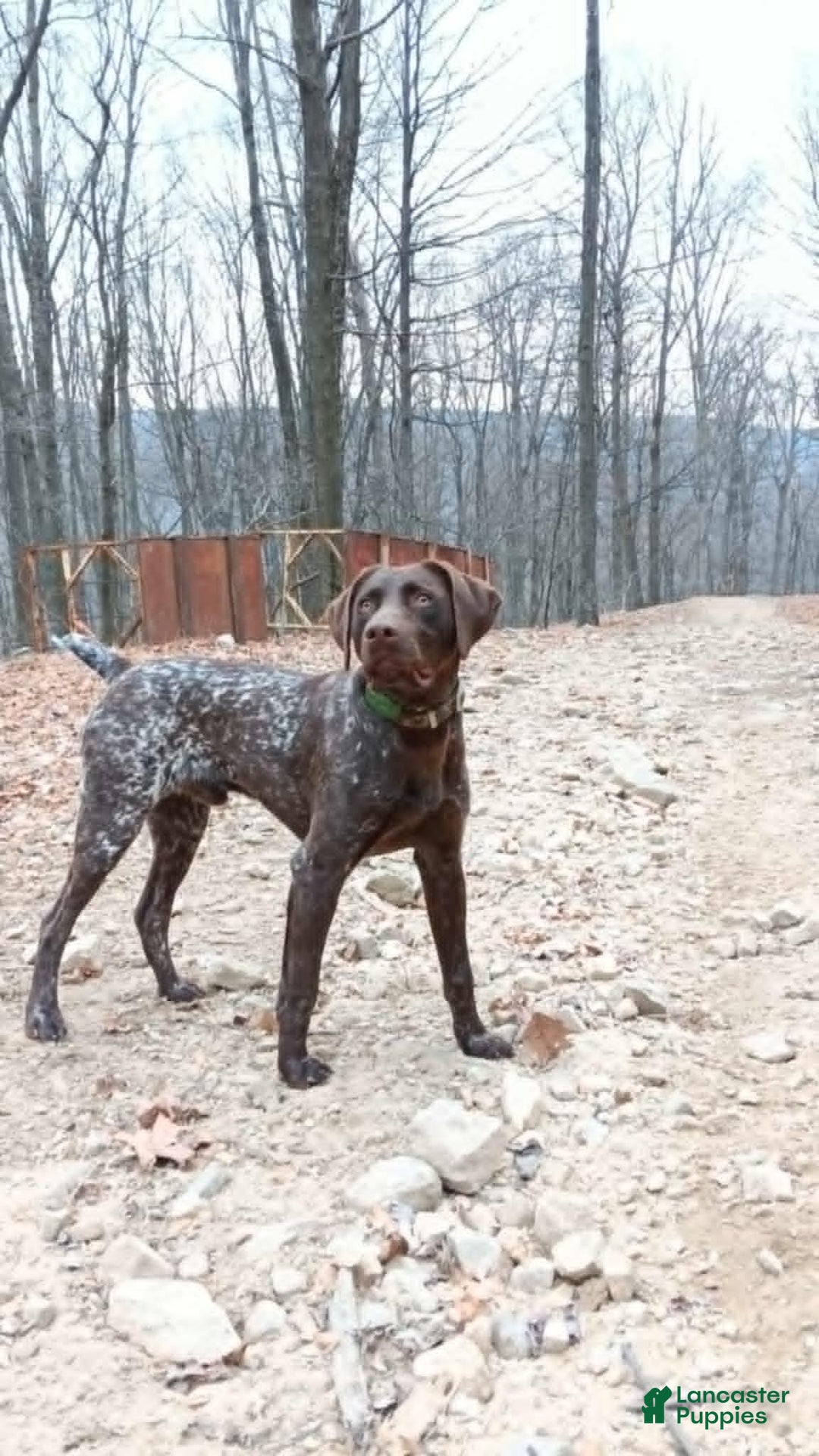 German Shorthaired Pointer dogs for sale: Diesel - Image 2