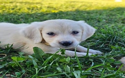 Golden Retriever dogs for sale: Riley - Image 1