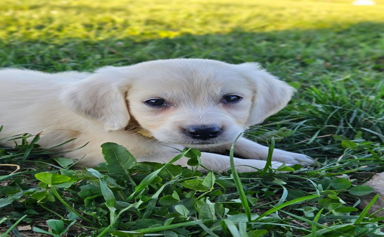 Golden Retriever dogs for sale - Ad 5