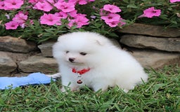 Pomeranian dogs for sale: Kaden - Image 7